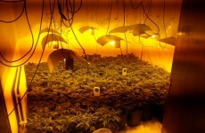 Man arrested as cannabis worth €280k is seized in Roscommon