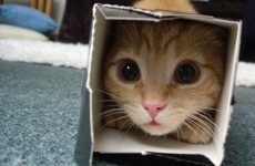 Cats and boxes: The great love affair of our time