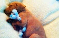 8 strange facts about dreams you probably didn't know
