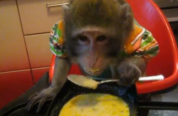 Oh this? It's just a monkey eating soup with a spoon · The Daily Edge