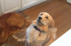 Puppy searches in vain for the Cheerio that's on her head