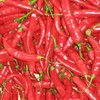 Drunk man tries to smuggle himself into US in truckload of red chillis