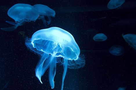 A group of jellyfish float in a tank.