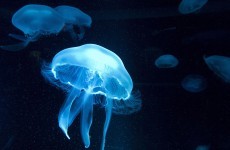 Jellyfish are freaks of nature that could take over the world's oceans