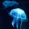 Jellyfish are freaks of nature that could take over the world's oceans