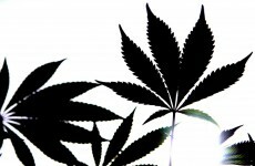 Two arrested after €80k worth of cannabis herb seized