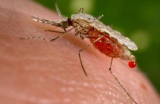 New test for drug resistant malaria unveiled