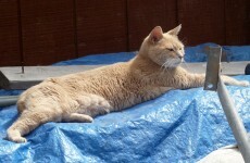 Heroic cat mayor survives dog attack