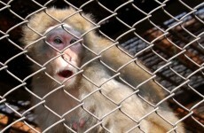 Japanese city sends 280 people on a monkey hunt