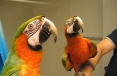 WATCH: Talking macaw tells noisy bird to shhhh