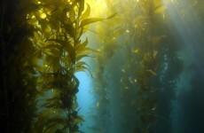 We should be using more seaweed to power things, MEPs say