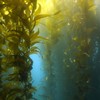 We should be using more seaweed to power things, MEPs say