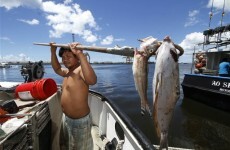 Shark warning in Hawaii after 1,400 tonne treacle spill