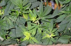 Customs office in cannabis seizure in Galway