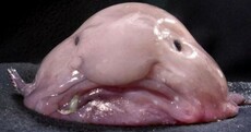 Meet the world's ugliest animal... the blobfish