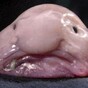 Meet the world's ugliest animal... the blobfish