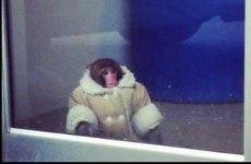 Ikea monkey Darwin to stay in animal sanctuary