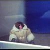 Ikea monkey Darwin to stay in animal sanctuary
