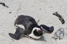 Penguins kidnapped from Australian island