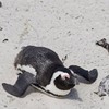 Penguins kidnapped from Australian island