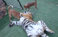 Tiger playing with dogs is simultaneously kind of lovely and absolutely terrifying