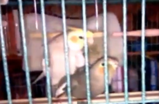 Parrot has sex, becomes happy, sings ‘Whistle While You Work’