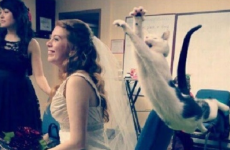 11 pets who really want to be part of your wedding