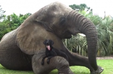Your day needs this elephant/dog best friendship