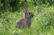 Over 31,000 different species call Ireland home