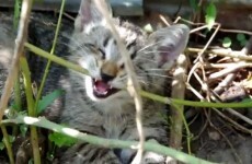 Meet Oskar, the adorable blind cat