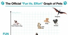 Which pet is the most fun with the least amount of effort?