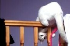 Cat attempts to catch its own tail, fails spectacularly