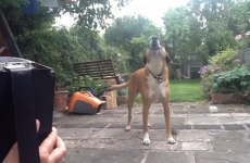 Dog loves singing along to accordion