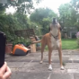 Dog loves singing along to accordion