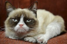 Cheer up, Grumpy Cat: You have an ad deal