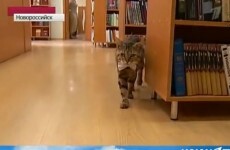 A cat has been hired as a library assistant in Russia