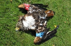 Appeal for information after poisoning of protected bird of prey in Wicklow