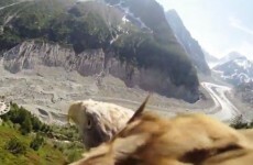 Soar like an eagle with this amazing point-of-view video