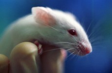 Scientists 'turned mice gay' through hormone immunity