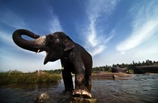 British tourist trampled to death by elephant in India
