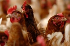 Thousands of chickens die in farm fire