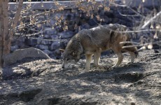 Mystery animal deaths occur at Kiev Zoo