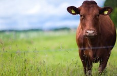 Gardaí and PSNI work together to stop livestock theft