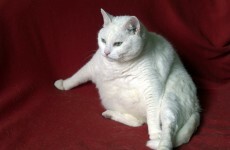 Is your cat or dog obese? It could be guilty of 'emotional eating'