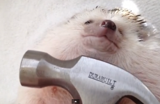 Hedgehog parody of Wrecking Ball is the best yet