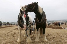 In pictures: Day one of the National Ploughing Championships
