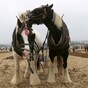 In pictures: Day one of the National Ploughing Championships