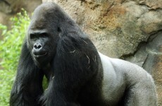 Anti-social 'bachelor' Gorilla moved from zoo because he doesn't like girls