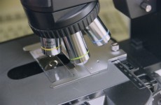 Scientists grow sperm in laboratory
