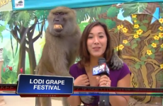 Baboon fondles reporter on live TV, is delighted with himself